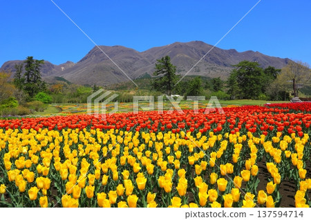 Kuju mountain range and tulip fields in full bloom (Kuju Flower Park) Kuju mountain range and tulip fields in full bloom (Kuju Flower Park) 137594714
