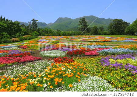 Kuju Mountain Range and fields of spring colors in full bloom (Kuju Flower Park) 137594718