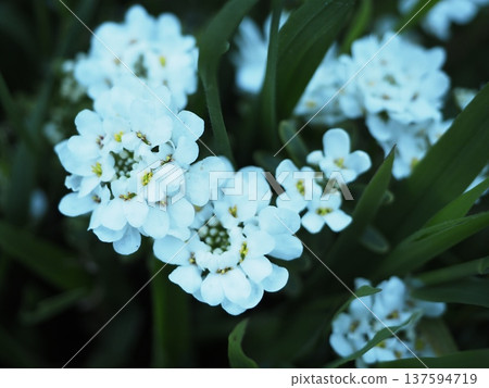 小白花和綠葉 137594719