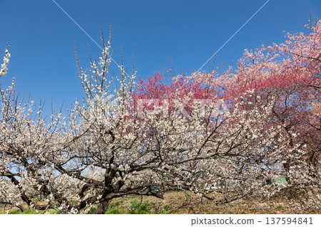 Walking path through the Minogo plum grove where Kawazu cherry blossoms bloom, Gunma Prefecture 137594841