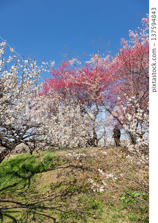 Walking path through the Minogo plum grove where Kawazu cherry blossoms bloom, Gunma Prefecture 137594843