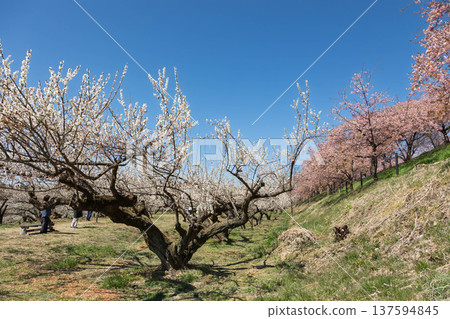 Walking path through the Minogo plum grove where Kawazu cherry blossoms bloom, Gunma Prefecture Walking path through the Minogo plum grove where Kawazu cherry blossoms bloom, Gunma Prefecture 137594845