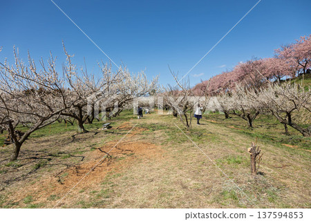 Walking path through the Minogo plum grove where Kawazu cherry blossoms bloom, Gunma Prefecture 137594853