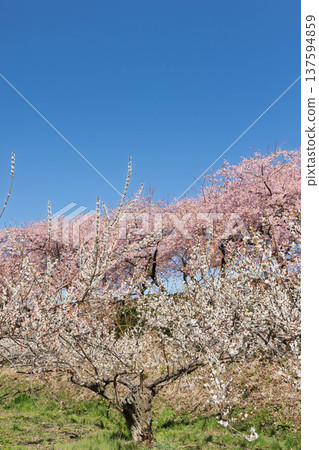 Walking path through the Minogo plum grove where Kawazu cherry blossoms bloom, Gunma Prefecture Walking path through the Minogo plum grove where Kawazu cherry blossoms bloom, Gunma Prefecture 137594859