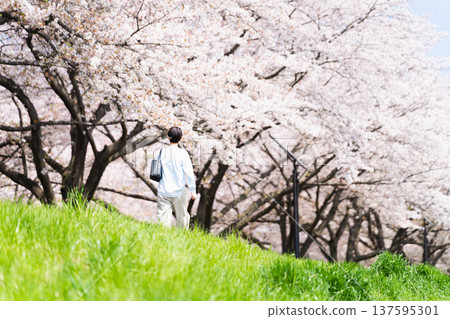 A young woman walking along a row of cherry blossom trees. Lifestyle image 137595301