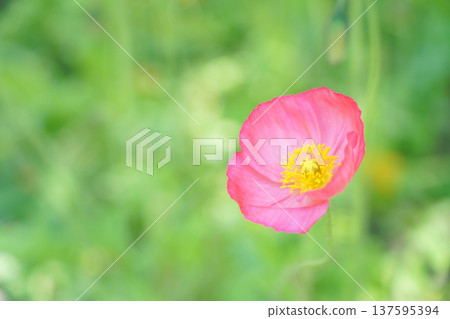 Pink poppy flowers (copy space) 137595394