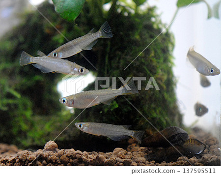 Endangered wild killifish Endangered wild killifish 137595511