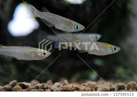 Endangered wild killifish 137595513
