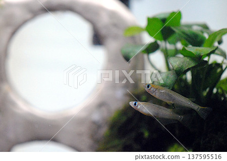 Endangered wild killifish 137595516
