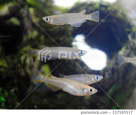 Endangered wild killifish 137595517