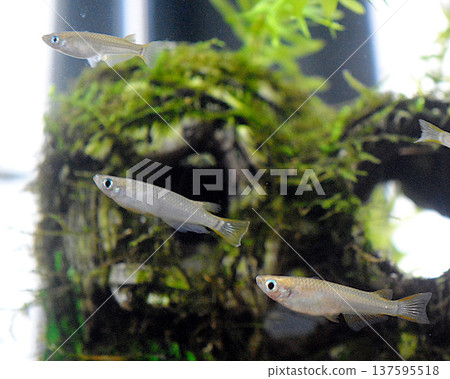 Endangered wild killifish 137595518