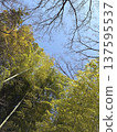 The blue sky between the trees 137595537