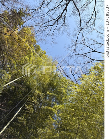 樹木之間的藍天 樹木之間的藍天 137595537