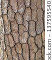 Pine tree bark 137595540