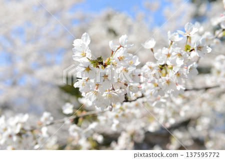 群馬縣前橋市苗島町赤城南千本櫻盛開的染井吉野櫻花樹特寫 137595772