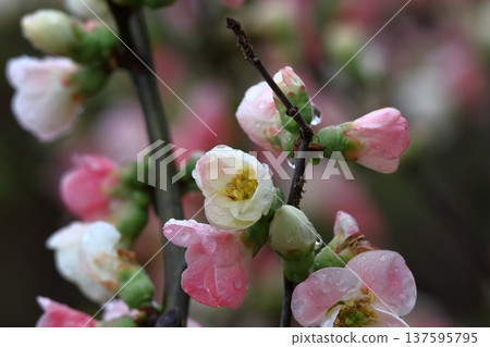 模糊的鮮花 137595795