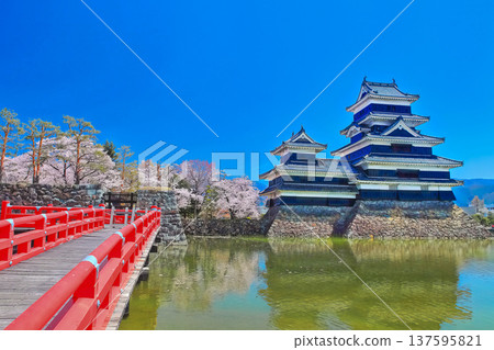[Nagano Prefecture] Matsumoto Castle Tower (existing tower) in spring with cherry blossoms in bloom 137595821