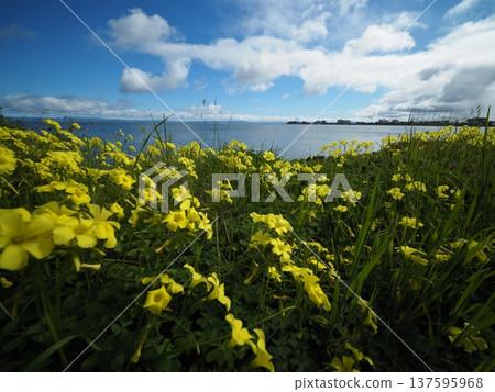 海邊盛開的黃色花朵，藍天白雲 137595968