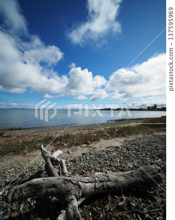 A landscape of a coastline with driftwood and blue sky 137595969