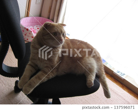 Cat in a chair Cat in a chair 137596071