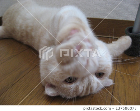 Kitten lying on its back Kitten lying on its back 137596075