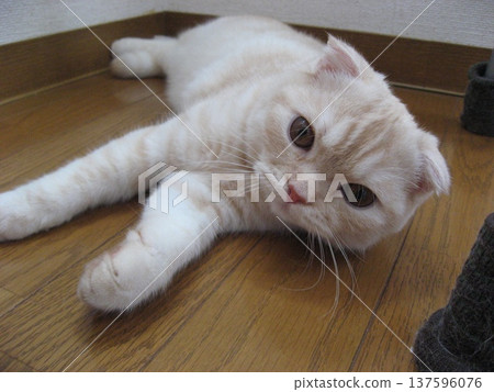 Kitten rising up 137596076