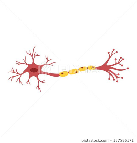 Nerve Cell Neuron, Neuron Cell, human sensory neuron 137596171