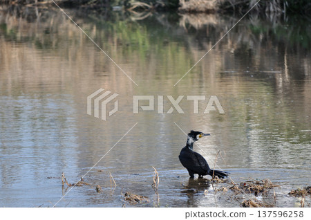 一隻大鸕鶿警戒地站在水邊，回頭張望（野生鳥類的自然行為） 137596258