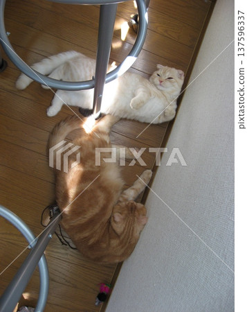 Cats 137596337