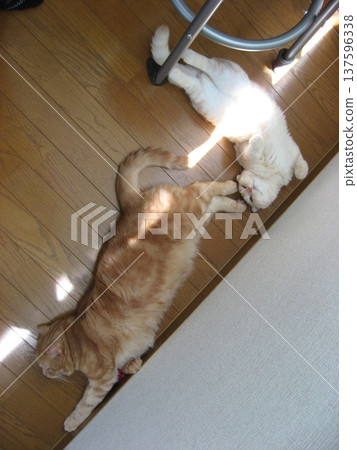 Two friendly cats sleeping soundly Two friendly cats sleeping soundly 137596338
