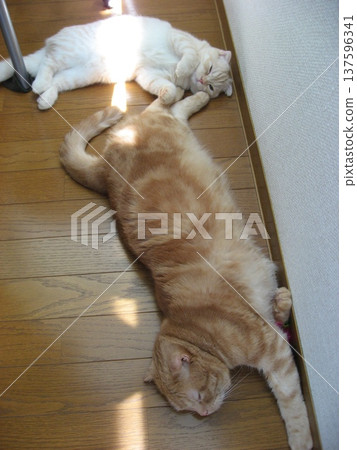 Two cats sleeping soundly Two cats sleeping soundly 137596341