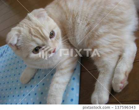 A staring kitten A staring kitten 137596343
