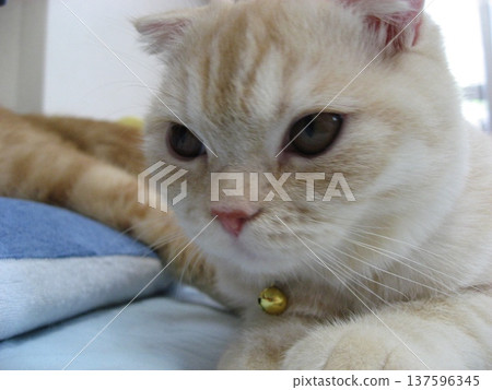 Staring kitten face 137596345