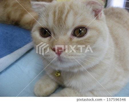 Cute kittens face Cute kittens face 137596346