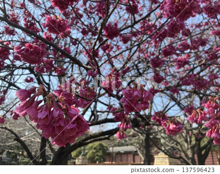 Kanhi cherry blossoms in full bloom at Tsurumi Sojiji Temple in Yokohama Kanhi cherry blossoms in full bloom at Tsurumi Sojiji Temple in Yokohama 137596423