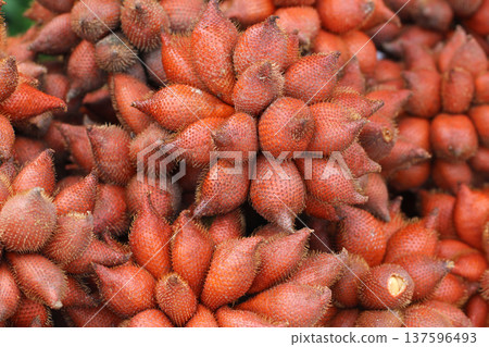 Close-up of fresh salak (snake fruit), a rare tropical Southeast Asian fruit with reddish-brown scaly skin, commonly sold in local markets and known for its sweet, crisp taste. 137596493