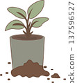 Cute potted plant, simple colorful flat design, minimal home scene, illustration, flat style, PNG 137596527