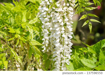 White wisteria flowers blooming among fresh greenery White wisteria flowers blooming among fresh greenery 137596550