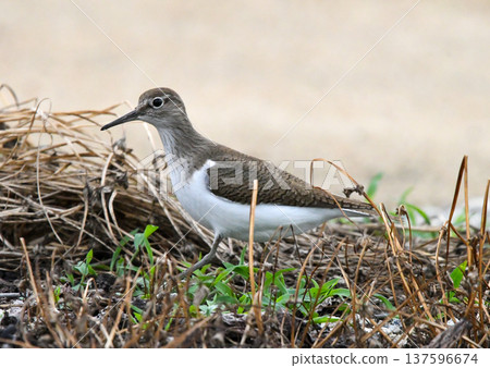 一隻磯鷸沿著小路走著 137596674