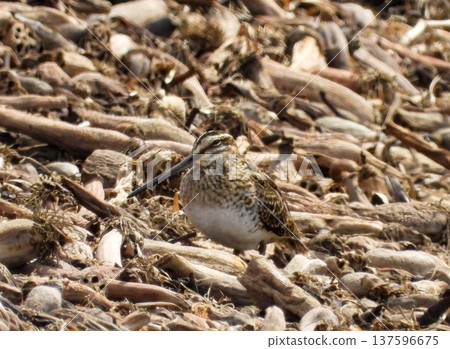 一隻鷸站在一堆蓮藕廢料上 137596675