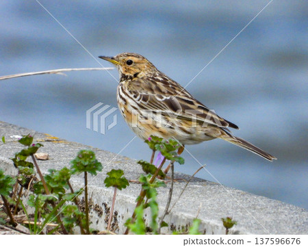 一隻紅胸雲雀站在河岸上 137596676