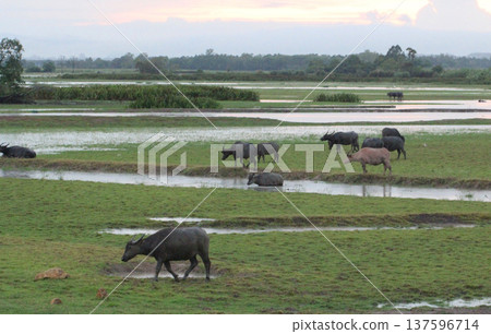 A herd of water buffalo grazing across a green wetland field, showing natural wildlife behavior and rural countryside scenery with animals feeding peacefully in a wide open landscape. 137596714