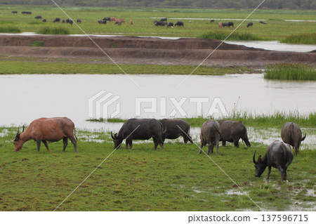 A herd of water buffalo grazing across a green wetland field, showing natural wildlife behavior and rural countryside scenery with animals feeding peacefully in a wide open landscape. 137596715