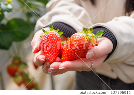 Holding fresh strawberries just picked from the farm 137596915