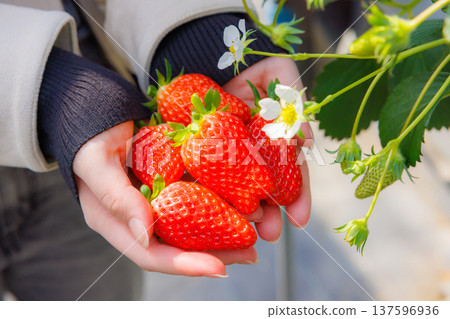 Holding fresh strawberries just picked from the farm Holding fresh strawberries just picked from the farm 137596936