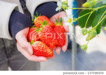 Holding fresh strawberries just picked from the farm Holding fresh strawberries just picked from the farm 137596939