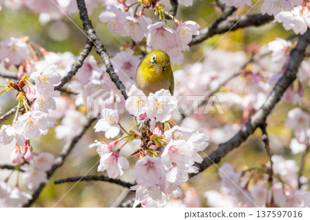 岡佐櫻和日本繡眼鳥(愛知縣名古屋市) 岡佐櫻和日本繡眼鳥(愛知縣名古屋市) 137597016