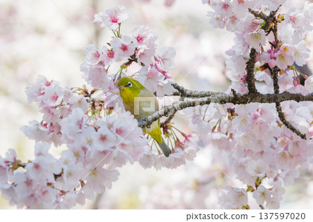 岡佐櫻和日本繡眼花（愛知縣名古屋市東區） 137597020