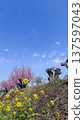 A beautiful spring scene with the contrast of dead trees, flowering peach blossoms, and rape blossoms 137597043