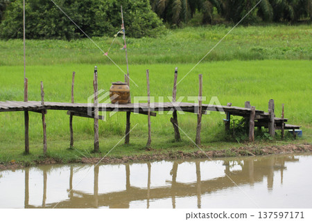 A rustic wooden bridge beside a rice field and canal, reflecting peaceful countryside scenery and traditional rural local life surrounded by green natural farmland 137597171